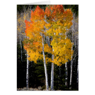 Utah, USA Aspen Trees (Populus Tremuloides) 3