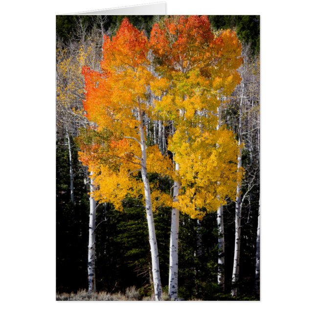 Utah, USA Aspen Trees (Populus Tremuloides) 3 (Vorne)