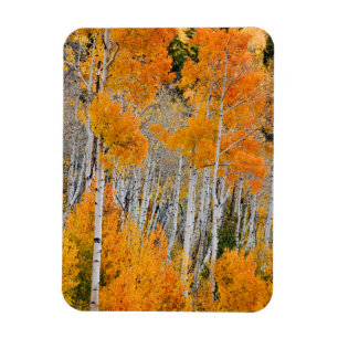 Utah, USA Aspen Trees (Populus Tremuloides) 4 Magnet