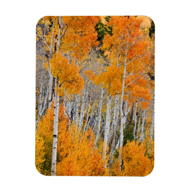 Utah, USA Aspen Trees (Populus Tremuloides) 4 Magnet (Vertikal)