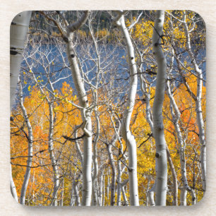 Utah, USA. Aspen Trees (Populus Tremuloides) Getränkeuntersetzer