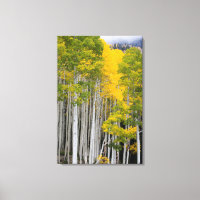 Utah. USA. Aspen Trees (Populus Tremuloides)