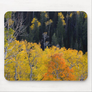 Utah. USA. Espen im Herbst auf dem Sevier Mousepad