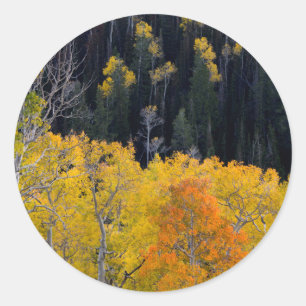 Utah. USA. Espen im Herbst auf dem Sevier Runder Aufkleber