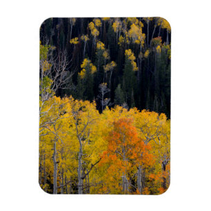 Utah. USA. Espen im Herbst auf der Sevier Magnet