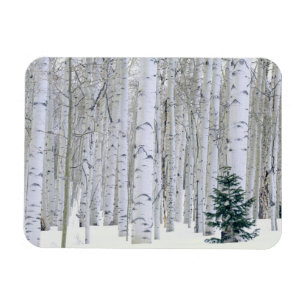 UTAH. USA. Espen (Populus tremuloides) & Douglas Magnet
