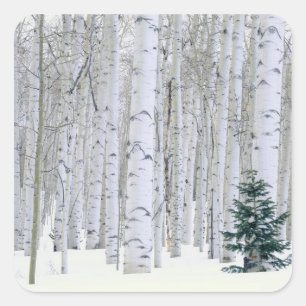 UTAH. USA. Espen (Populus tremuloides) & Douglas Quadratischer Aufkleber