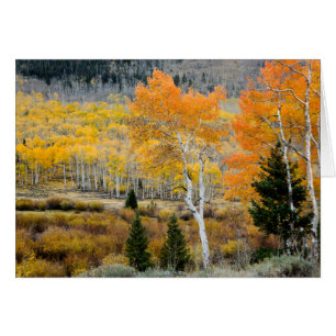 Utah, USA. Espen und Weidendickichte