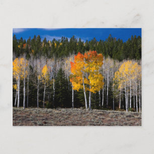 Utah, USA. Espenbäume (Populus Tremuloides) 2 Postkarte
