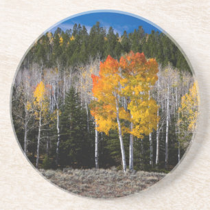 Utah, USA. Espenbäume (Populus Tremuloides) 2 Untersetzer