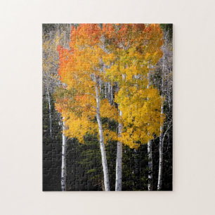 Utah, USA. Espenbäume (Populus Tremuloides) 3