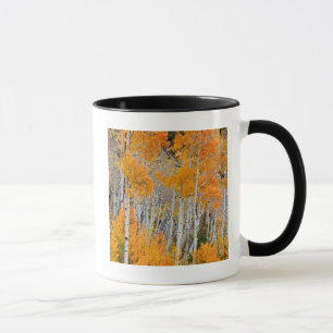 Utah, USA. Espenbäume (Populus Tremuloides) 4 Tasse