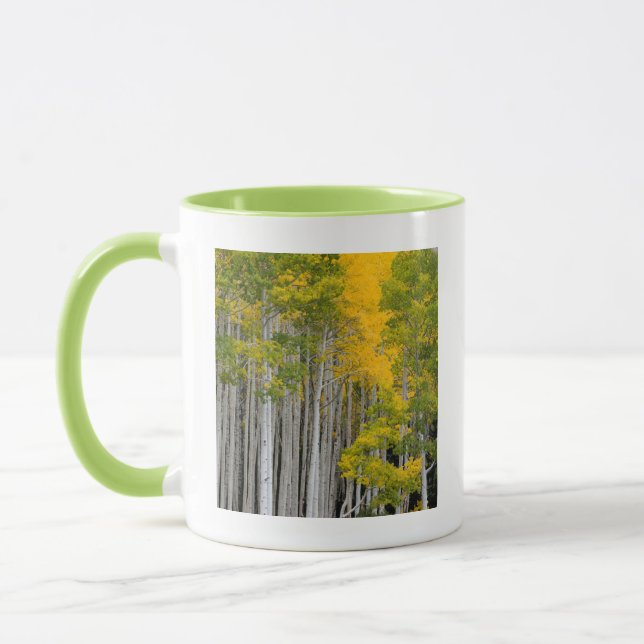 Utah. USA. Espenbäume (Populus Tremuloides) Tasse (Links)
