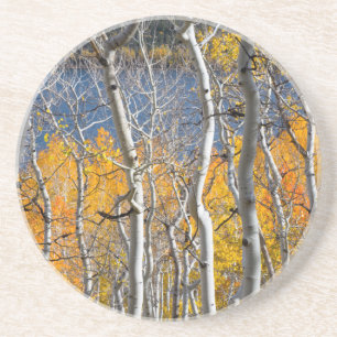 Utah, USA. Espenbäume (Populus Tremuloides) Untersetzer