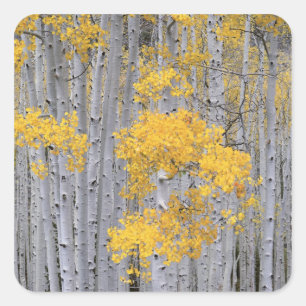 UTAH. USA. Espenwald (Populus tremuloides) in Quadratischer Aufkleber