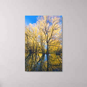 Utah. USA. Peachleaf-Wildbaume Leinwanddruck