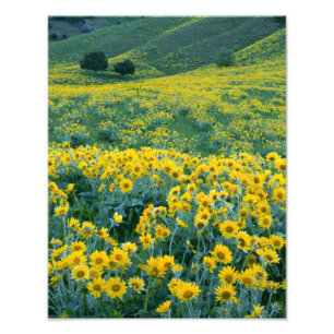 UTAH. USA. Pfeilblättrige Balsamwurzel Balsamorhiz Fotodruck