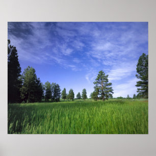 UTAH. USA. Ponderosa pines Pinus ponderosa & Poster