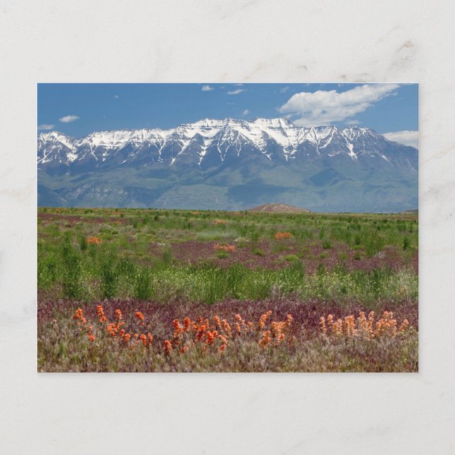 Utah, USA Timpanogos Postkarte (Vorderseite)