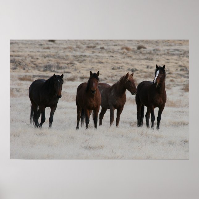 Utah Wild Mustangs Poster (Vorne)