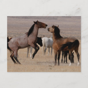 Utah Wild Mustangs Postkarte