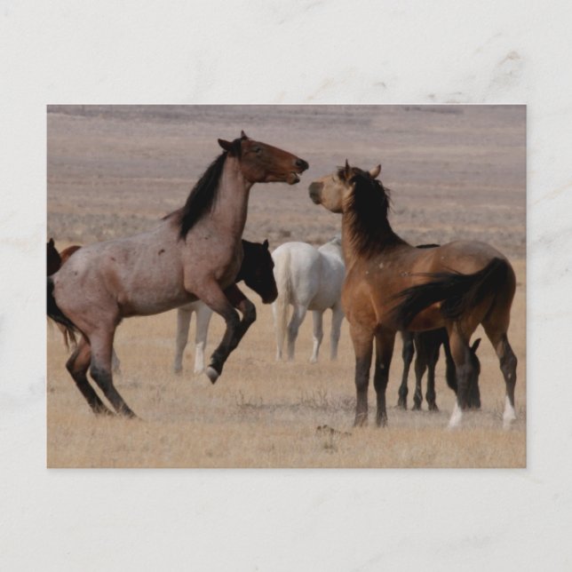 Utah Wild Mustangs Postkarte (Vorderseite)