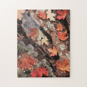 Utah, Zion National Park, Muster des Herbstes