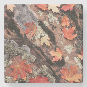 Utah, Zion National Park, Muster des Herbstes Steinuntersetzer
