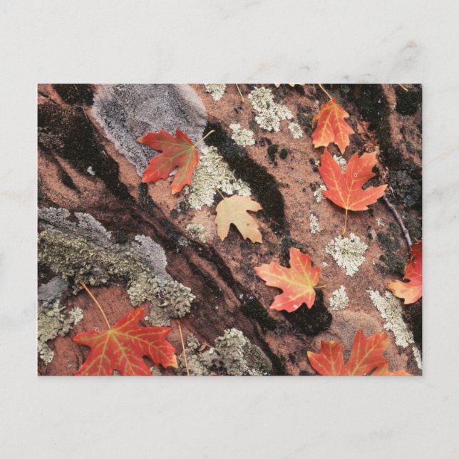 Utah, Zion Nationalpark, Herbstmuster Postkarte (Vorderseite)