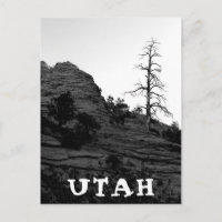 UTAH Zion Nationalpark Lone Tree Schwarz-weiß