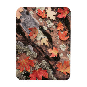 Utah, Zion-Nationalpark, Muster des Herbstes Magnet