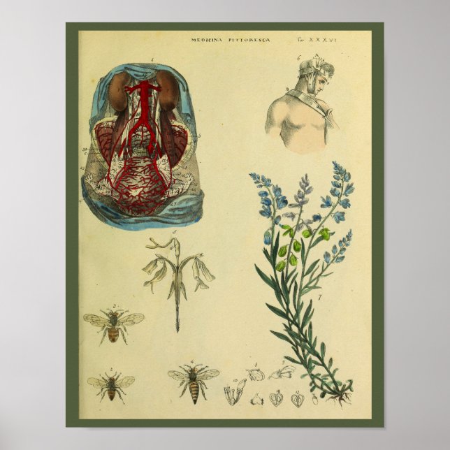 Uterus Abdomen Arteries Bienen Anatomie Kunst Prin Poster (Vorne)
