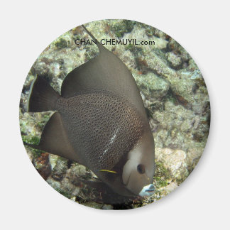 UW Angel Fish Magnet : chan-chemuyil.com