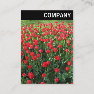 V Header - Bett aus roten Tulpen 01 Visitenkarte