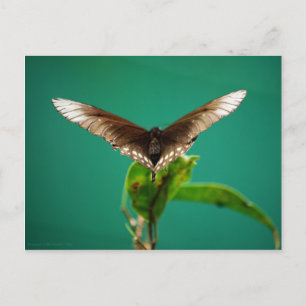 V Postkarte