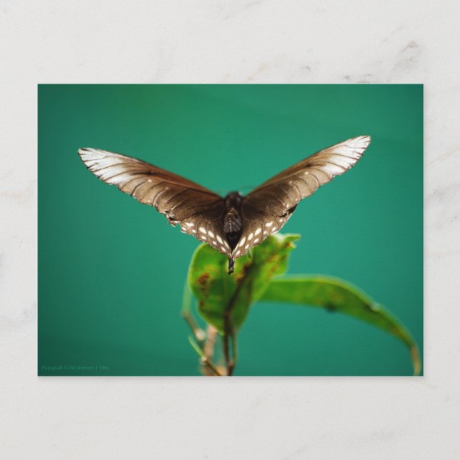 V Postkarte (Vorderseite)