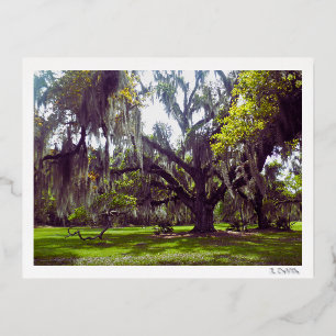Vacances En Aluminium Carte postale du chêne de Louisiane