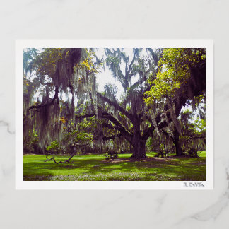 Vacances En Aluminium Carte postale du chêne de Louisiane