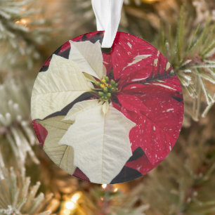 Vacances Poinsettia Rouge et Blanc