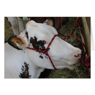 Vache