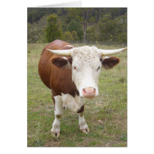 vache