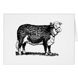 Vache à Hereford
