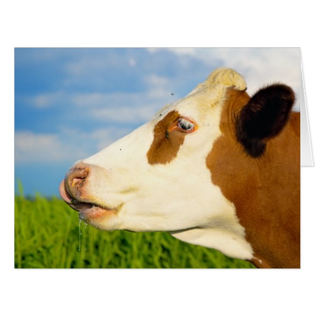 Vache blanche Brown qui regarde droit devant. (Devant horizontal)