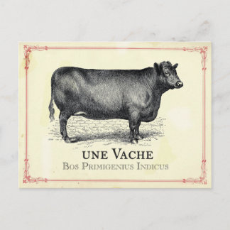 Vache Cow Postkarte