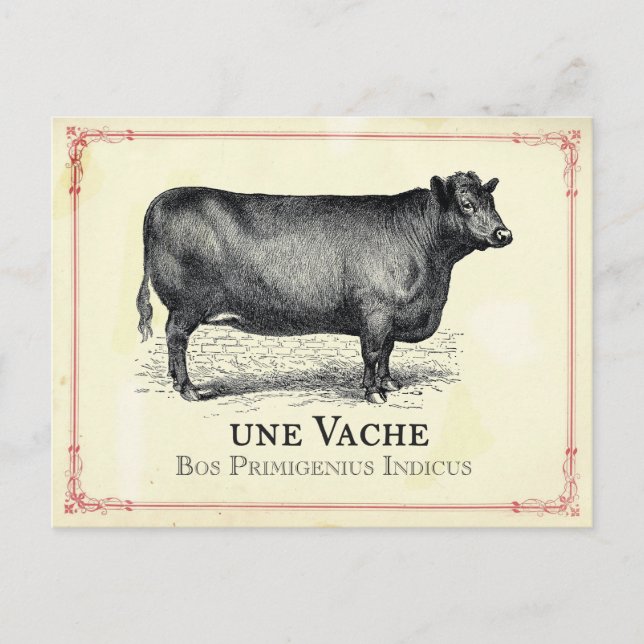 Vache Cow Postkarte (Vorderseite)
