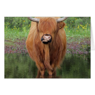 Vache de Highland
