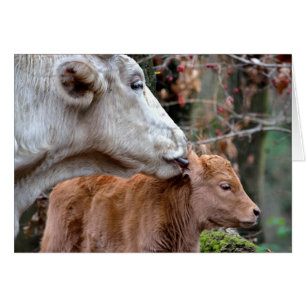 Vache de Maremmana Licking Calf