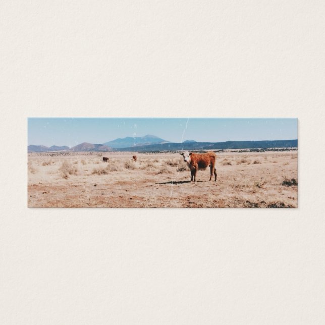 Vache du désert (Devant)