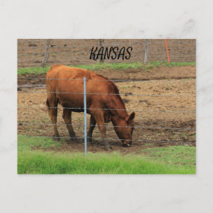 Vache du Kansas dans un pâturage Carte postale