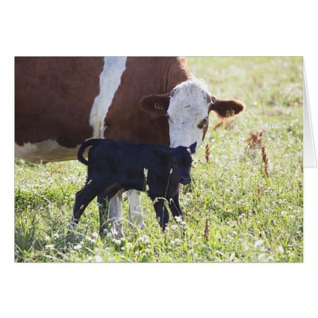 Vache et veau (Devant horizontal)